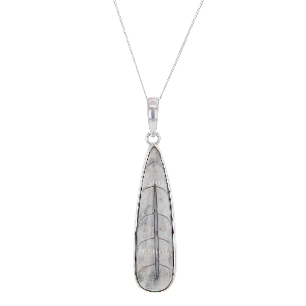 Orthoceras Fossil Pendant Necklace Hollywood